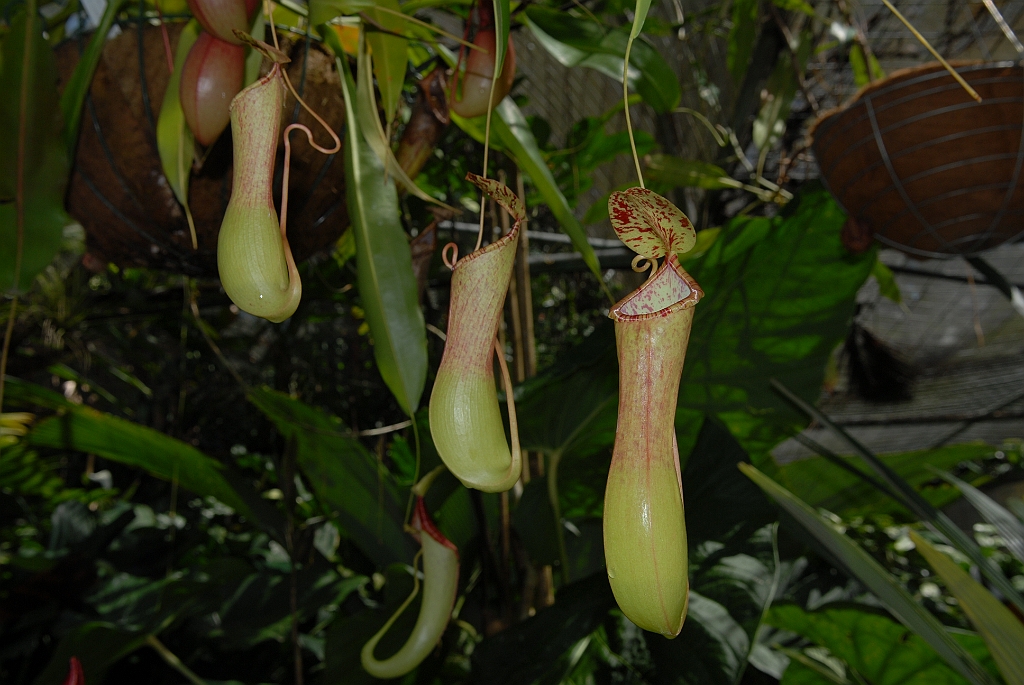 0216 Cairns Botanic Gardens.jpg